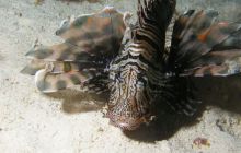 Safari St Johns - Maj 2008