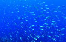 Safari St Johns - Maj 2008