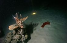 Safari St Johns - Maj 2008