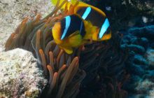 Safari St Johns - Maj 2008