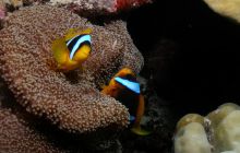 Safari St Johns - Październik 2006