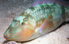 Safari St Johns - Październik 2006