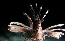 Safari St Johns - Październik 2006