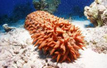 Safari St Johns - Październik 2006