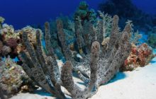 Safari St Johns - Październik 2006