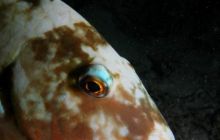 Safari St Johns - Październik 2006