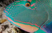 Safari St Johns - Październik 2006