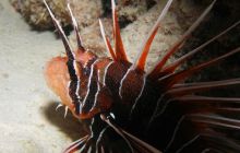 Safari St Johns - Październik 2006