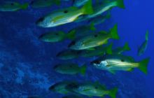 Safari St Johns - Październik 2006