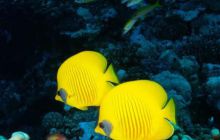 Safari St Johns - Październik 2006