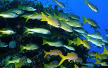 Safari St Johns - Październik 2006