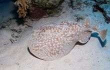 Safari St Johns - Październik 2006