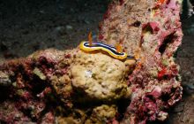 Safari St Johns - Październik 2006