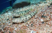 Safari St Johns - Październik 2006