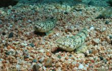 Safari St Johns - Październik 2006