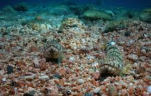 Safari St Johns - Październik 2006