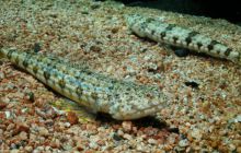 Safari St Johns - Październik 2006