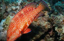 Safari St Johns - Październik 2006