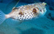 Safari St Johns - Październik 2006