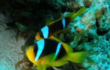 Safari St Johns - Październik 2006