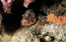 Safari St Johns - Październik 2006