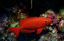 Safari St Johns - Październik 2006