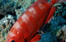 Safari St Johns - Październik 2006