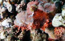 Safari St Johns - Październik 2006