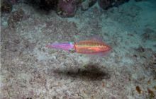 Safari St Johns - październik 2008