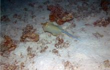 Safari St Johns - październik 2008