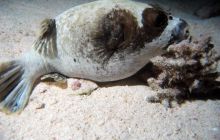 Safari St Johns - październik 2008