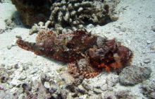 Safari St Johns - październik 2008