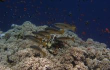 Safari St Johns - październik 2008