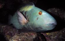 Safari St Johns - październik 2008