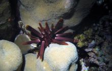 Safari St Johns - październik 2008