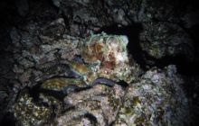 Safari St Johns - październik 2008