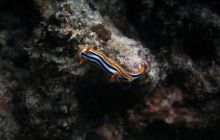 Safari St Johns - październik 2008