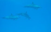 Safari St Johns - październik 2008