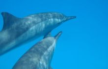 Safari St Johns - październik 2008