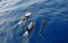 Safari St Johns - październik 2008