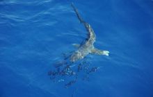 Safari St Johns - październik 2008