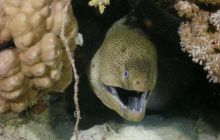 Safari St Johns - październik 2008