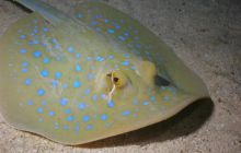 Safari St Johns - październik 2008