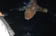 Safari St Johns - październik 2008