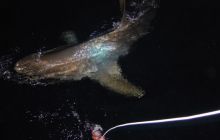 Safari St Johns - październik 2008