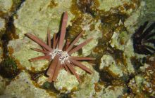 Safari St Johns - październik 2008