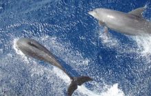 Safari St Johns - październik 2008