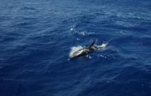 Safari St Johns - październik 2008