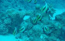 Safari St Johns - październik 2008