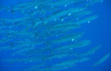 Safari St Johns - październik 2008